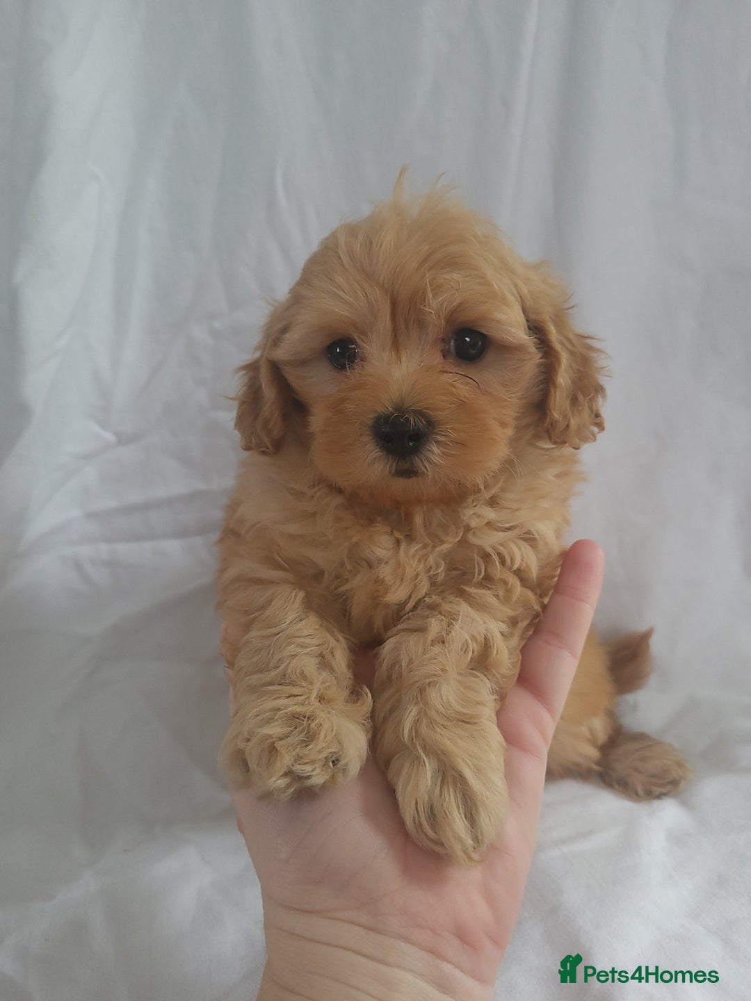 Maltipoo dogs for sale: Maltipoo puppies 5🌟licence breeder  - Image 1