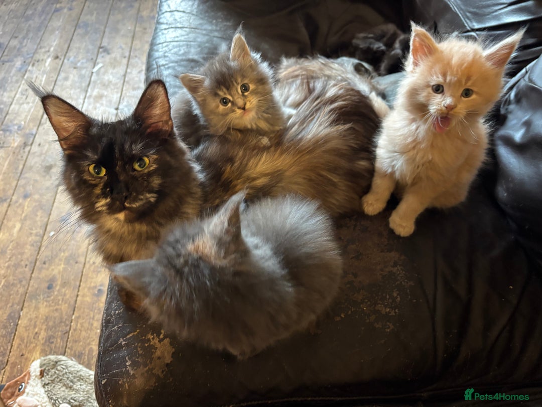 Maine Coon cats for sale: Maine coon pedigree Tica registered kittens  - Advert 14
