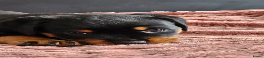 Rottweiler Puppy 5