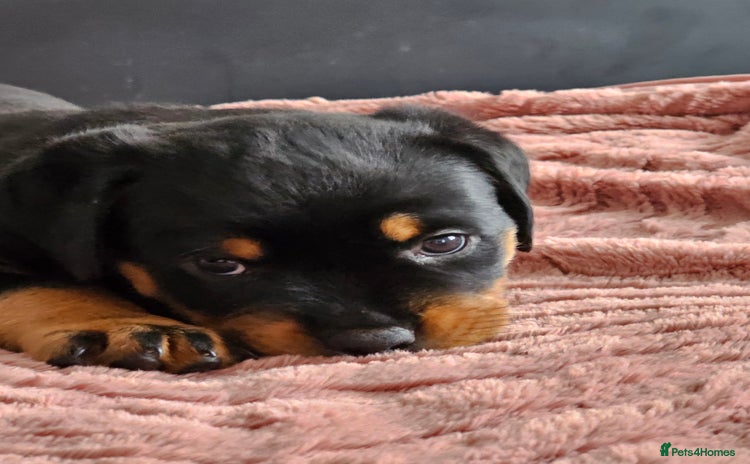 Rottweiler dogs - Advert 1