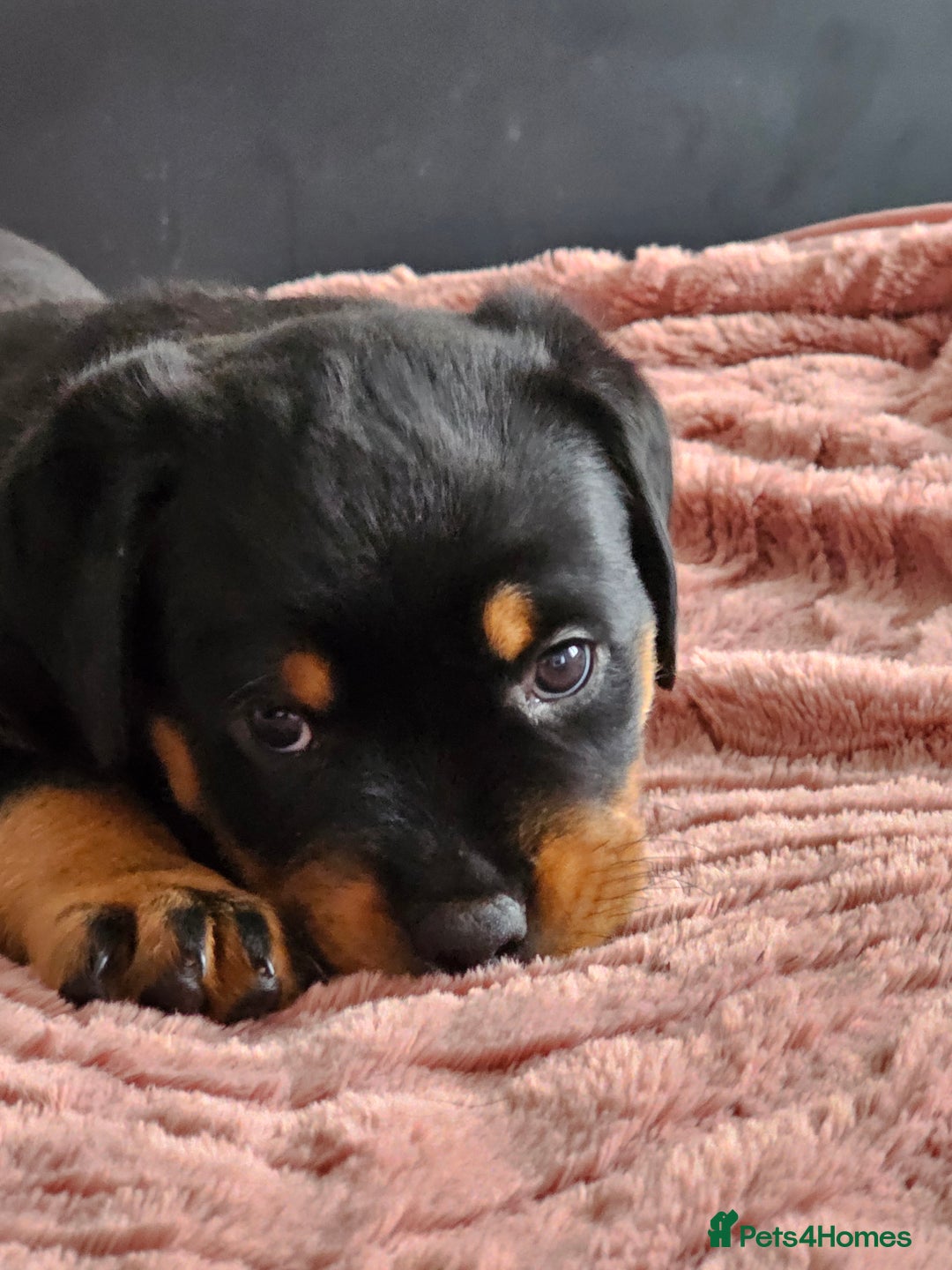Rottweiler dogs for sale: Pure breed Rottweiler  - Image 2