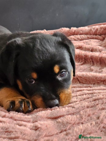 Rottweiler dogs - Advert 1