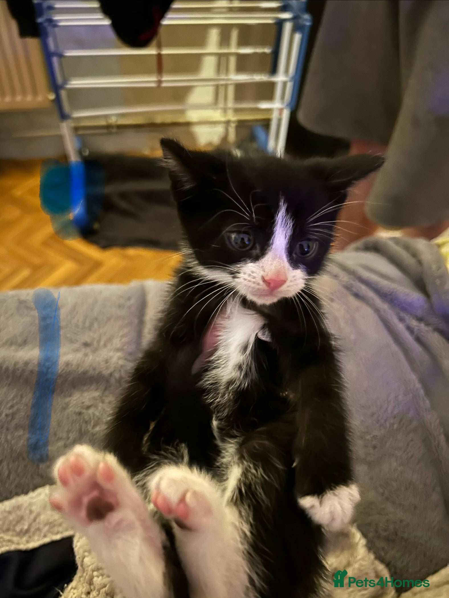 Mixed Breed cats Tuxedo kittens for sale  - Advert 1