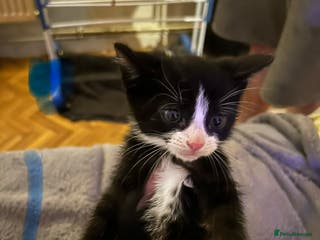 Mixed Breed cats Tuxedo kittens for sale - Advert 14