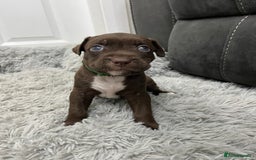 American Bull Staffy dogs for sale: Staffy Bull Puppies - Advert 12