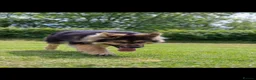 German Shepherd dogs for sale: KENBLOOM PRIMROSE RIPLEY KC health tested  - Advert 13