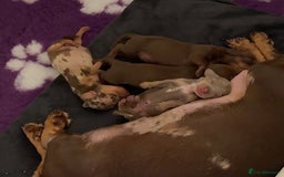 Miniature Dachshund dogs for sale: 🐾🌟 Miniature Dachshund Puppies🌟🐾 - Advert 9