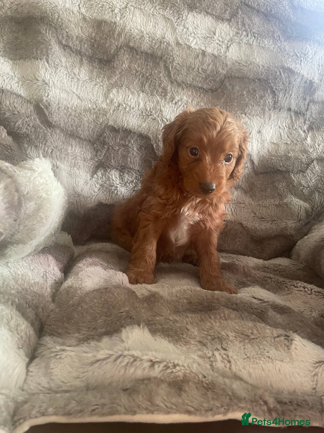 Toy Poodle dogs for sale: Toy poodle puppies  - Advert 21