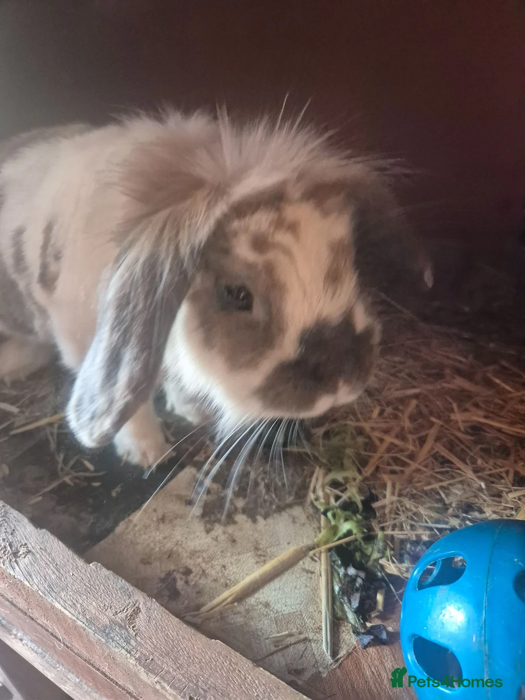 Mixed Breed rabbits for sale: One male bunny and one female - Advert 2