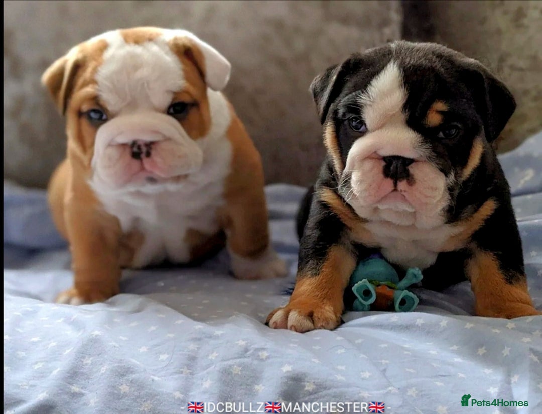 English Bulldog dogs for stud: Freddie Lilac tri stud in Manchester - Advert 9