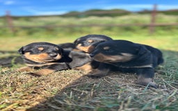 Rottweiler dogs for sale: Chunky Rottweiler puppies for sale  - Image 14