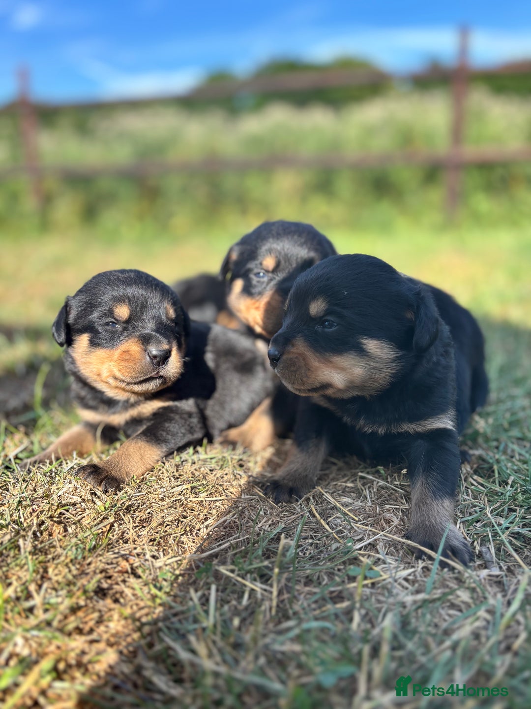 Rottweiler dogs for sale: Chunky Rottweiler puppies for sale  - Image 14