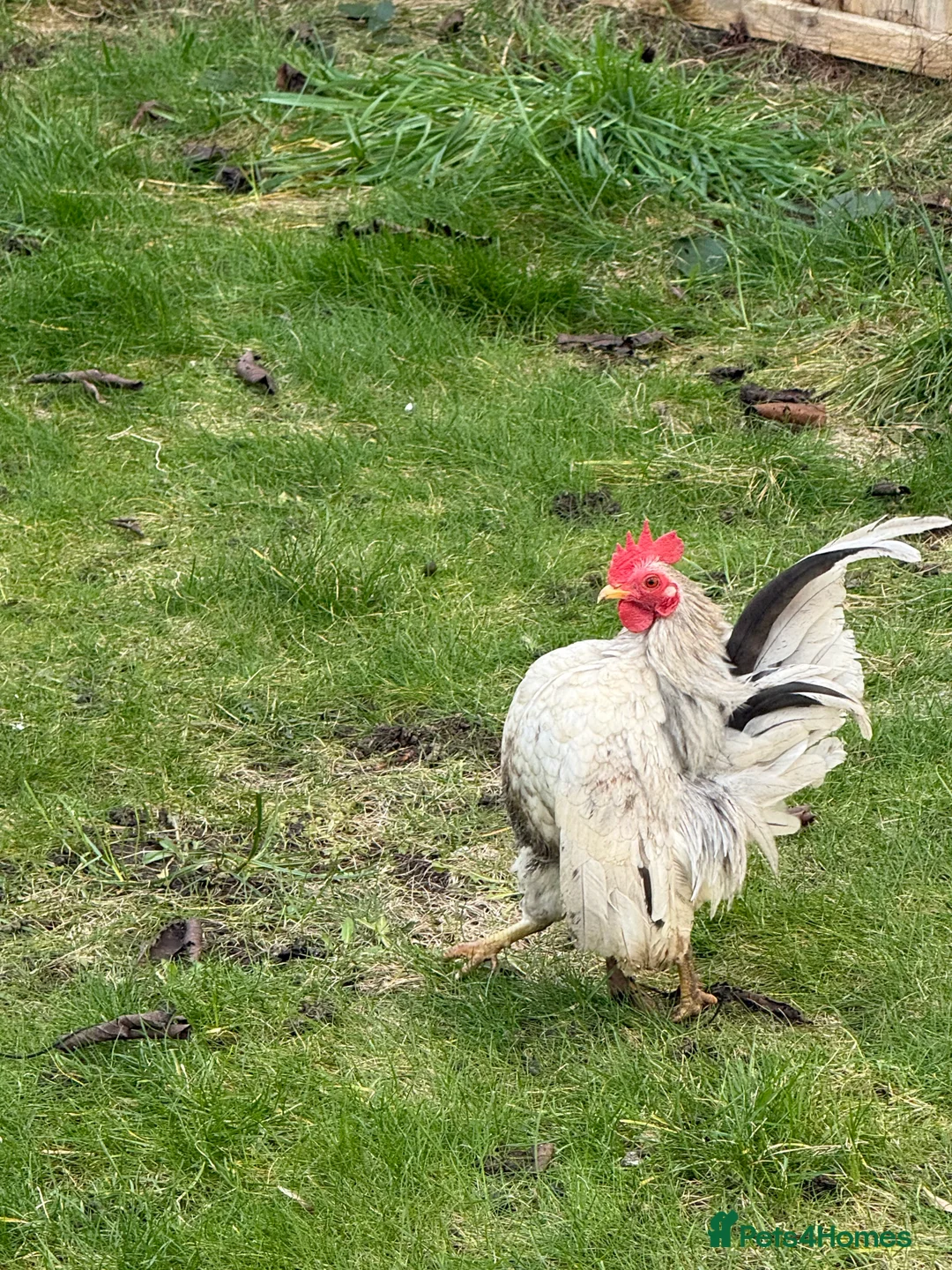 Mixed Breed birds for sale: A flock of pure show quality Seramas - Advert 2