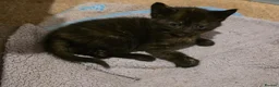 Mixed Breed cats for sale: Friendly, playful and sweet kittens  - Advert 5