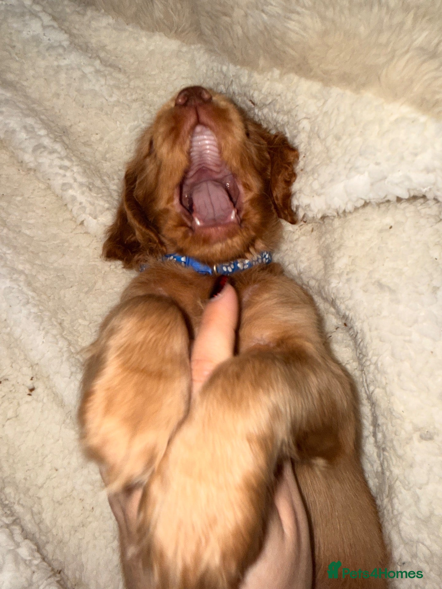 Cocker Spaniel dogs for sale: One little spaniel boy left  ❤️❤️ - Advert 1