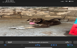 Mixed Breed dogs for adoption: Teya- sweet and loving  - Image 11