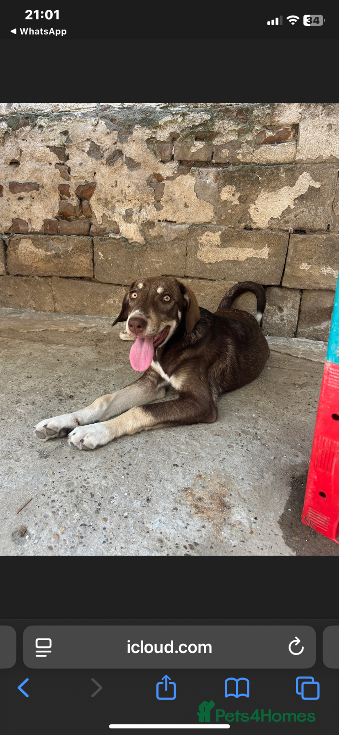 Mixed Breed dogs for adoption: Teya- sweet and loving  - Image 11
