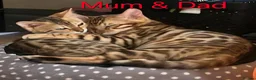 Bengal cats for sale: TICA registered full bengal kittens in Whitby - Advert 18