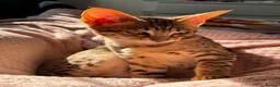 Savannah cats for sale: F6 Savannah kitten - Advert 2