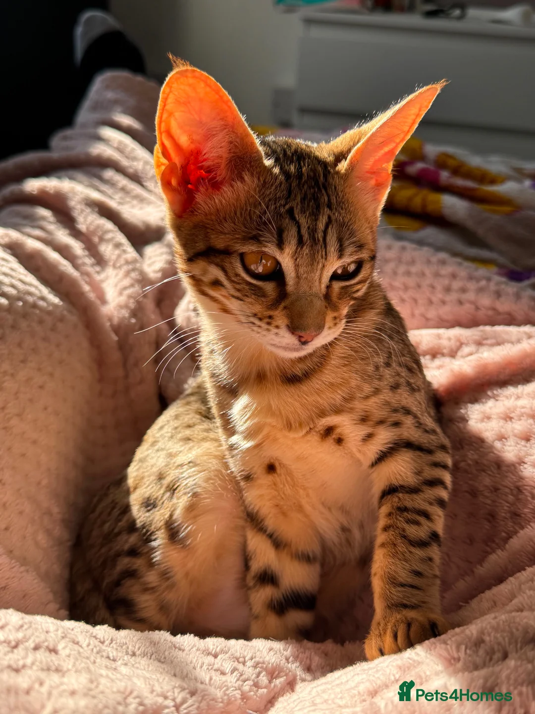 Savannah cats for sale: F6 Savannah kitten - Advert 2