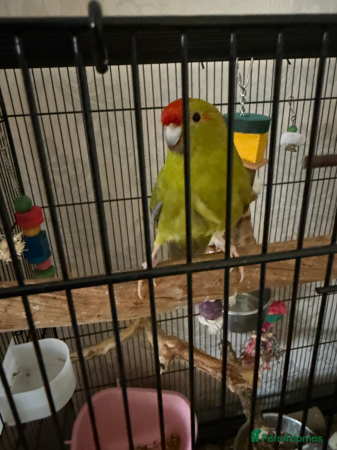 Parakeets birds for sale: Kakariki parakeets  - Image 1