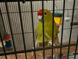 Parakeets birds - Advert 2