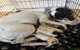 Mixed Breed dogs for sale: 6 gorgeous cocker jacks available  - Image 10