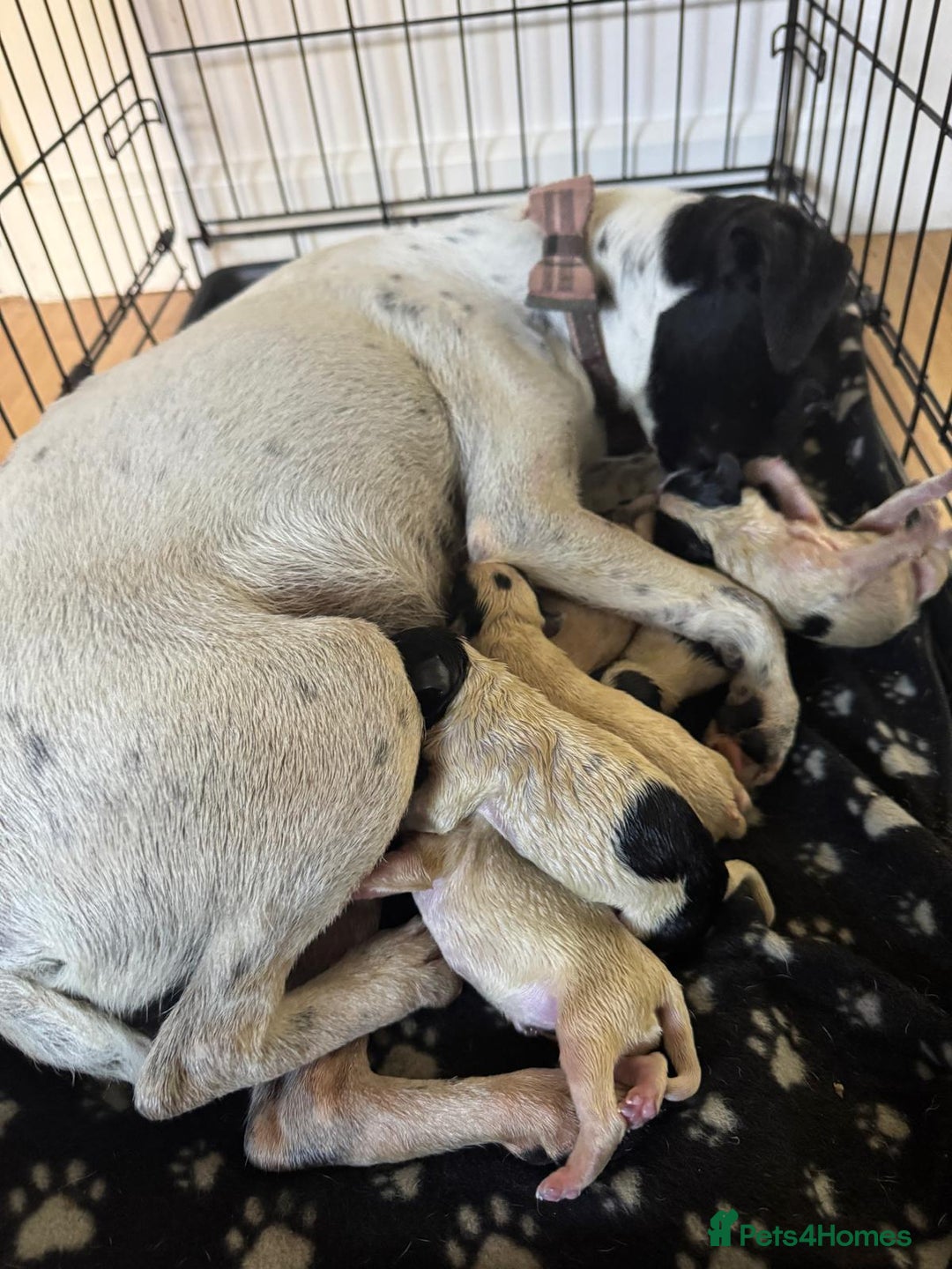 Mixed Breed dogs for sale: 6 gorgeous cocker jacks available  - Image 10