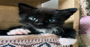 Ragdoll cats - Advert 5
