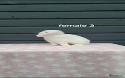 Mini Lop rabbits for sale: Gorgeous mini lop rabbits  - Image 8
