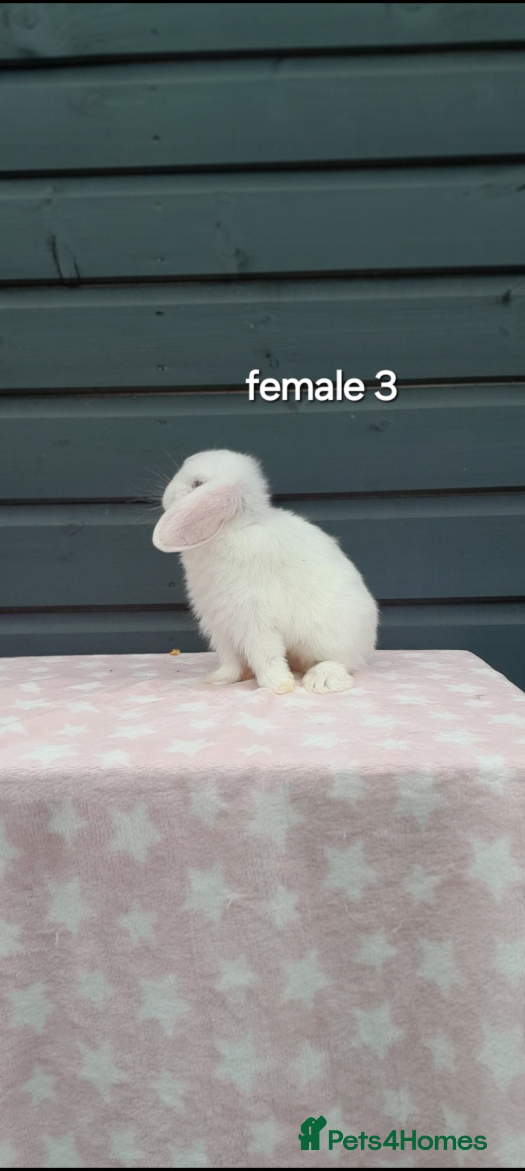 Mini Lop rabbits for sale: Gorgeous mini lop rabbits  - Image 8