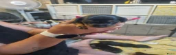 Mixed Breed dogs for sale: 6 beautful dachund puppies for sale in Basildon - Advert 7