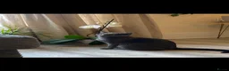 British Shorthair cats for sale: Beautiful British short hair kittens  - Advert 2