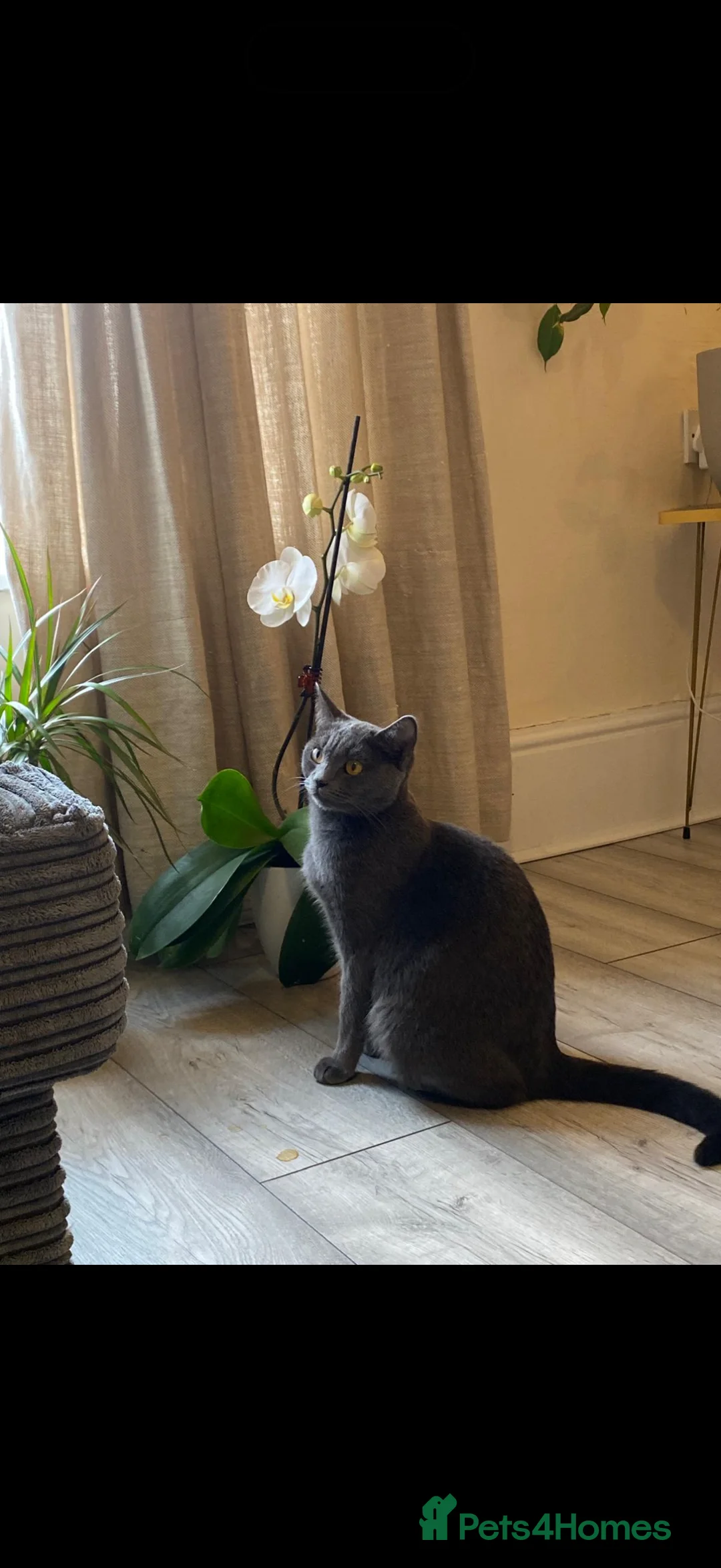 British Shorthair cats for sale: Beautiful British short hair kittens  - Advert 2