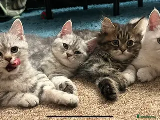 British Shorthair cats Adorable Kittens for Sale – Ready for Loving Homes - Advert 14