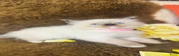 Ragdoll cats for sale: GCCF Sealpoint Lynx Mitted Ragdoll Kittens  - Advert 24