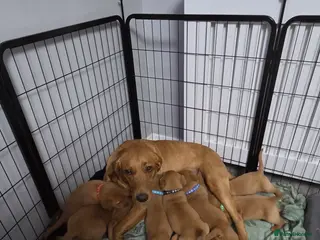 Labrador Retriever dogs Red fox labradors - Advert 1