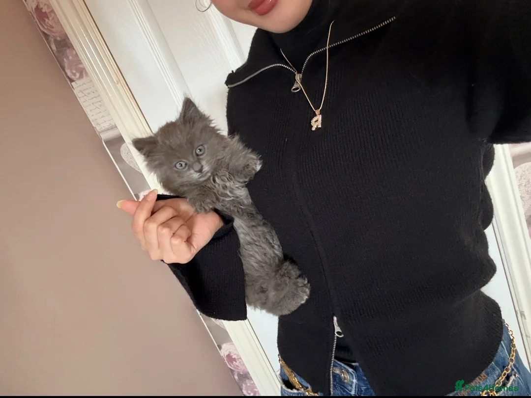 Mixed Breed cats for sale: 1 year old ragdoll/British-shorthair male Cat - Advert 1