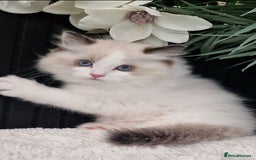 Ragdoll cats for sale: 🩷✨️Lovely Chunky EU kittens✨️🏆TICA Award cattery - Image 21
