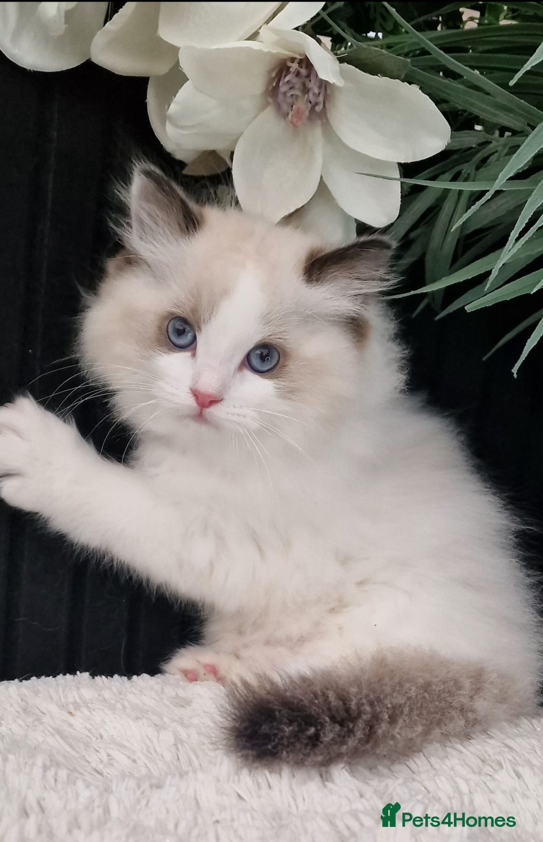 Ragdoll cats for sale: 🩷✨️Lovely Chunky EU kittens✨️🏆TICA Award cattery - Image 21