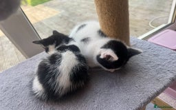 Domestic Shorthair cats for sale: 2 kittens for sale £80 both  - Image 9