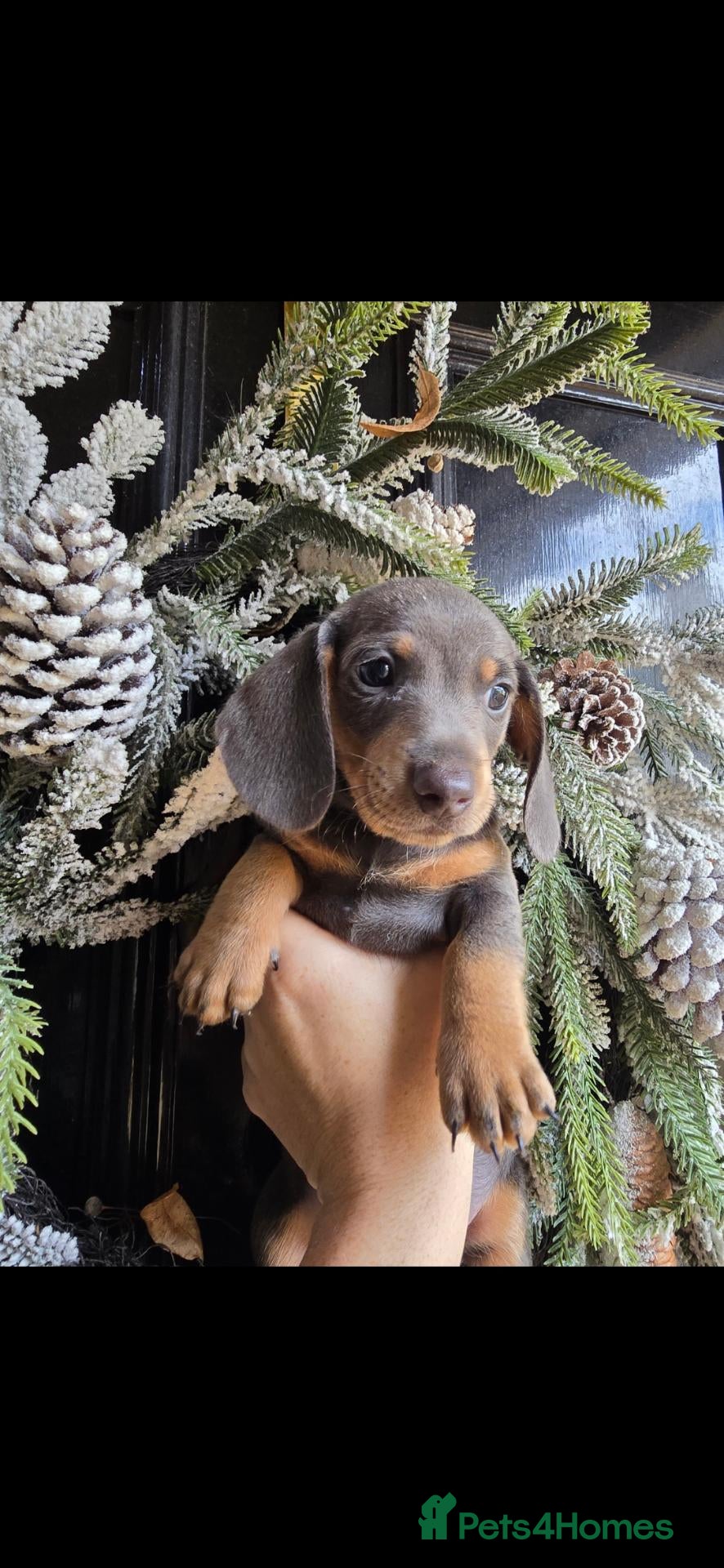 Miniature Dachshund dogs Adorable minature Dashounds - Advert 2