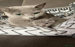 Russian Blue cats for sale: Pedigree Blue Russian kittens Gccf  - Image 10