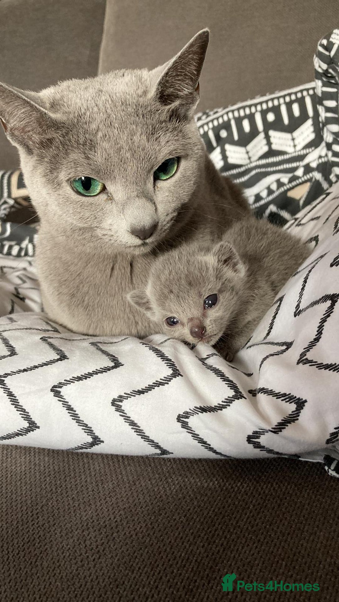 Russian Blue cats for sale: Pedigree Blue Russian kittens Gccf  - Image 10