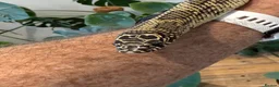 King Snake reptiles for sale: Florida King Snake in Bristol - Advert 3