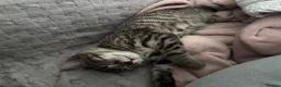 Mixed Breed cats for sale: Mixed breed 9 week old kitten  - Advert 2