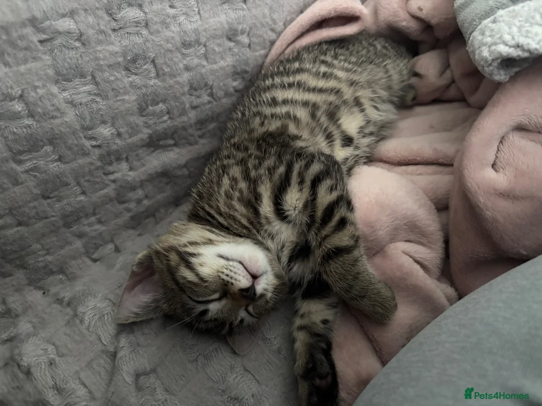 Mixed Breed cats for sale: Mixed breed 9 week old kitten  - Advert 2