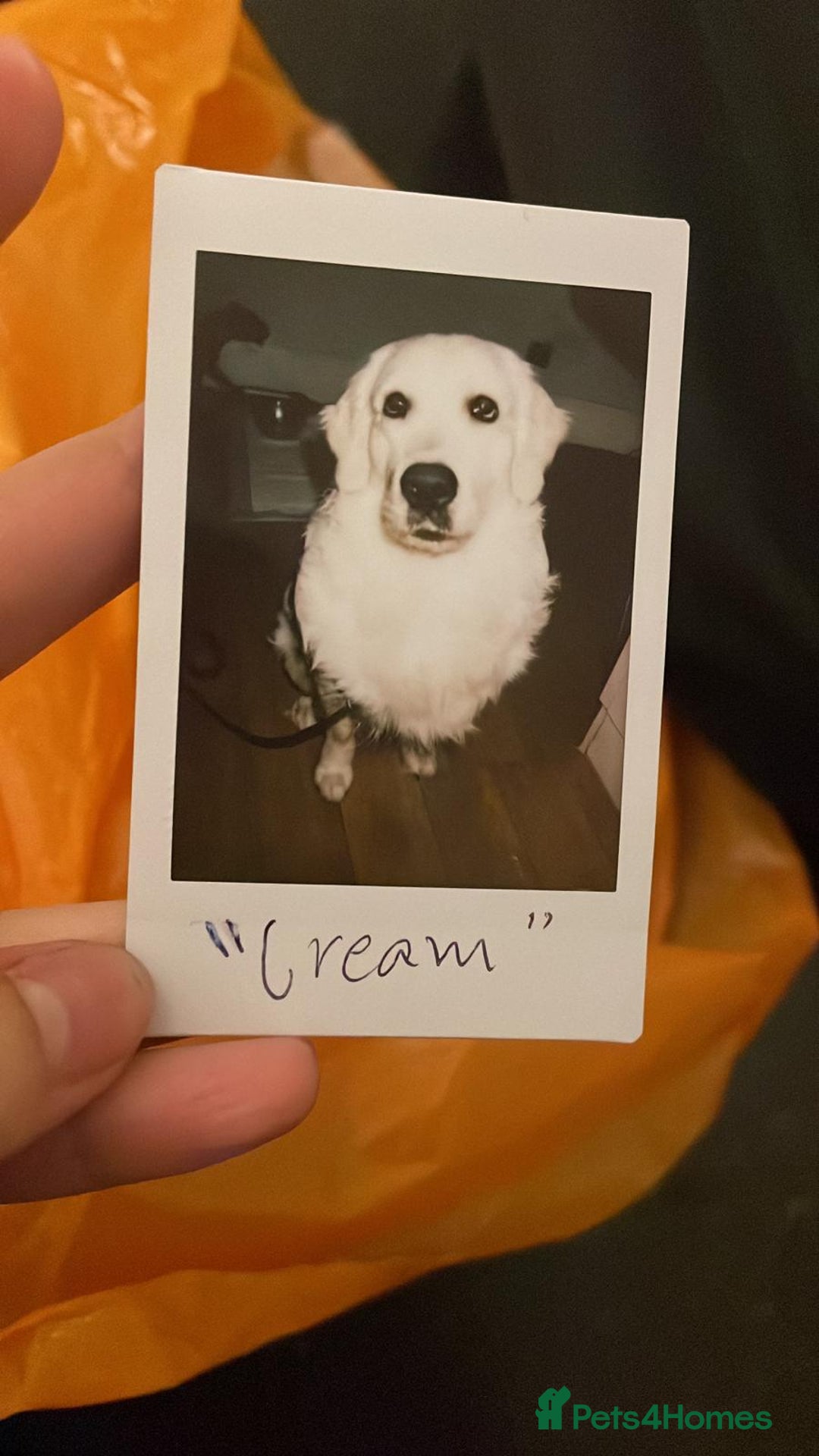Golden Retriever dogs for stud: Looking for a Female Golden Retriever 🐾 - Image 27