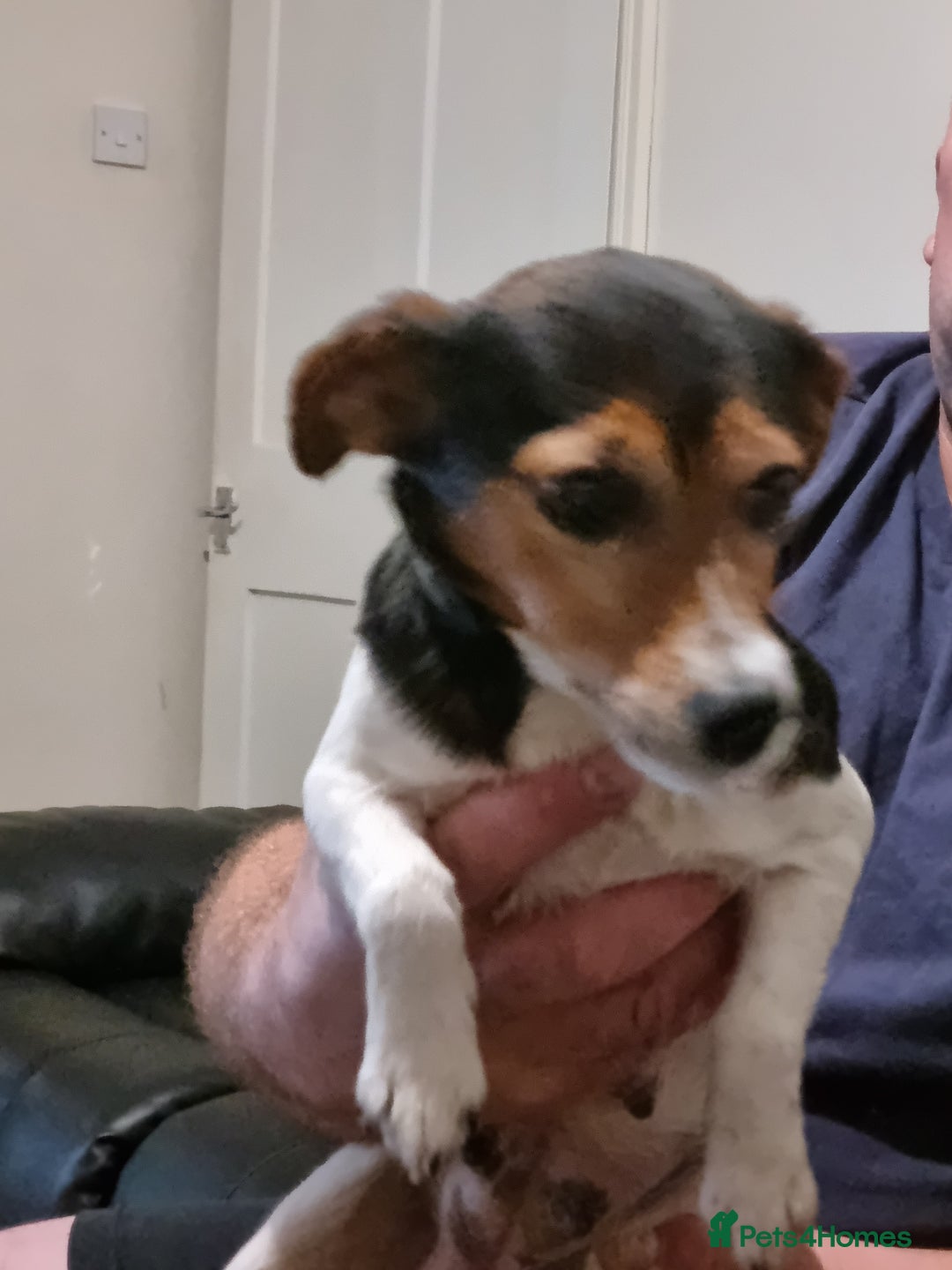 Jack Russell dogs for sale: Miniture Jack Russell - Image 3