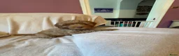 Cockapoo dogs for sale: Last Stunning cockapoo girl ready now - Advert 5